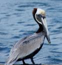 Antigua : Pelican in English Harbour  -  29.12.2015  -  Antigua 
